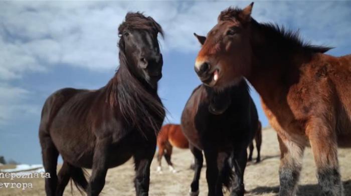 Poludivlji konji atrakcija planine Stolovi: Carstvo slobode daleko od buke i ljudi