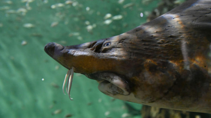 Tragovi kokaina u rekama mogu da utiču na promenu ponašanja lososa