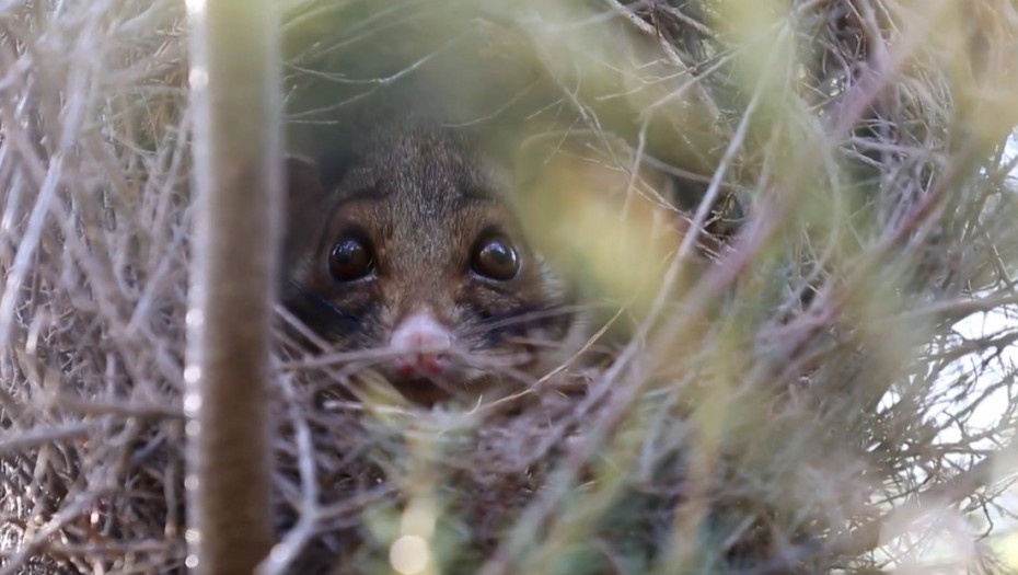 Pronađene vrste leteće veverice i oposuma za koje se verovalo da su izumrle