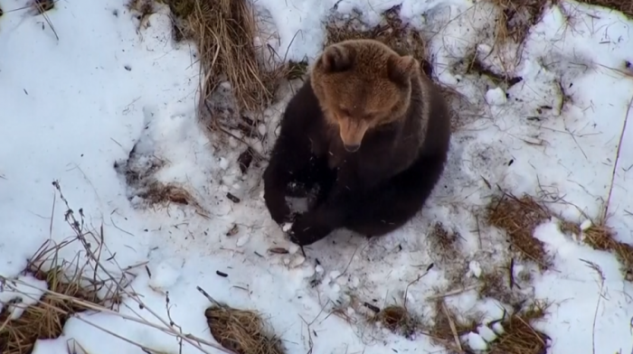 Neočekivani susret: Dron tražio nestalog čoveka, pa snimio medveda koji se upravo probudio iz “zimskog sna” (VIDEO)