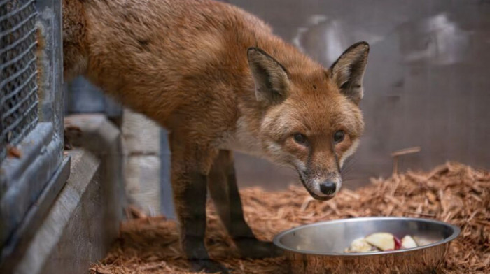 Lisac kao slepi putnik u brodu prešao Atlantik