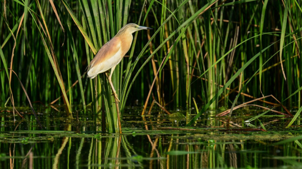 Jubilarni 60. popis ptica u Srbiji: Čapljica po prvi put zimi kod nas, primećen pad brojnosti liske