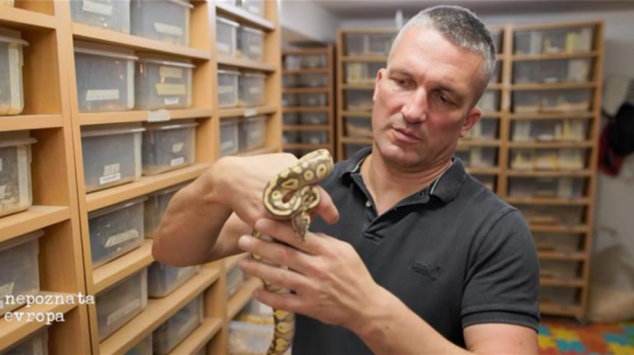 (Bez)opasni kućni ljubimci: Šta sve treba da znate o čuvanju i uzgoju zmija