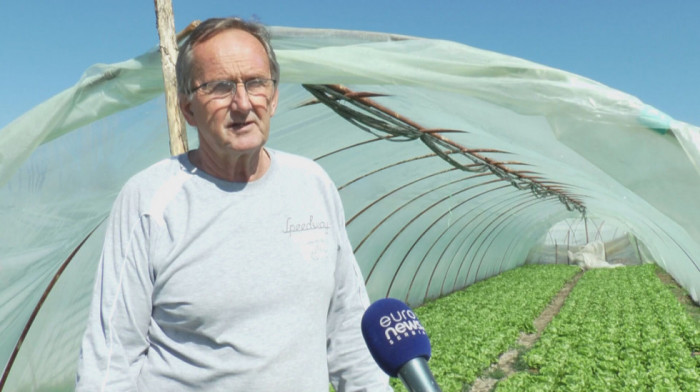 Trbušani, selo zelene salate: Zašto se proizvođači odlučuju da je gaje?