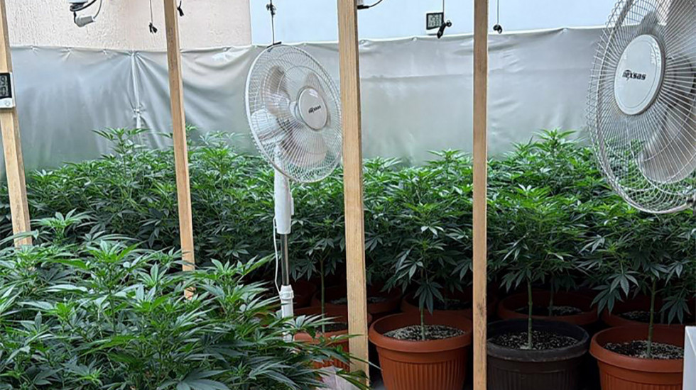 U Subotici otkrivene dve laboratorije za drogu: Zaplenjeno 180 biljaka kanabisa i 12 kilograma marihuane (VIDEO, FOTO)