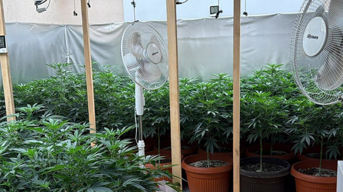 U Subotici otkrivene dve laboratorije za drogu: Zaplenjeno 180 biljaka kanabisa i 12 kilograma marihuane (VIDEO, FOTO)