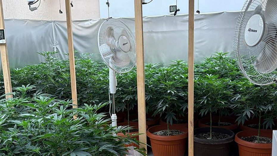 U Subotici otkrivene dve laboratorije za drogu: Zaplenjeno 180 biljaka kanabisa i 12 kilograma marihuane (VIDEO, FOTO)