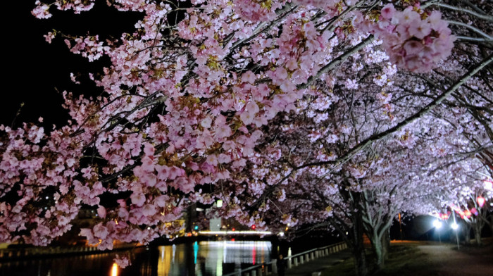 Zvanično proglašen početak cvetanja trešnje u Japanu