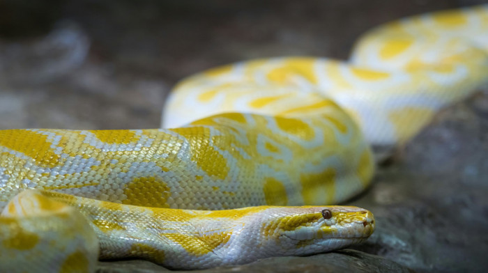 Efikasan način suzbijanja apetita: Krv pitona krije lek protiv gojaznosti