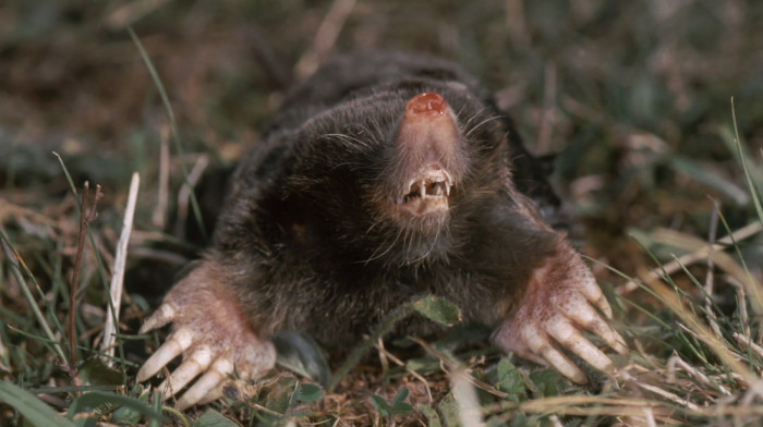 Jezivo ili samo seoski način života? Fotografije krtica zapalile mreže