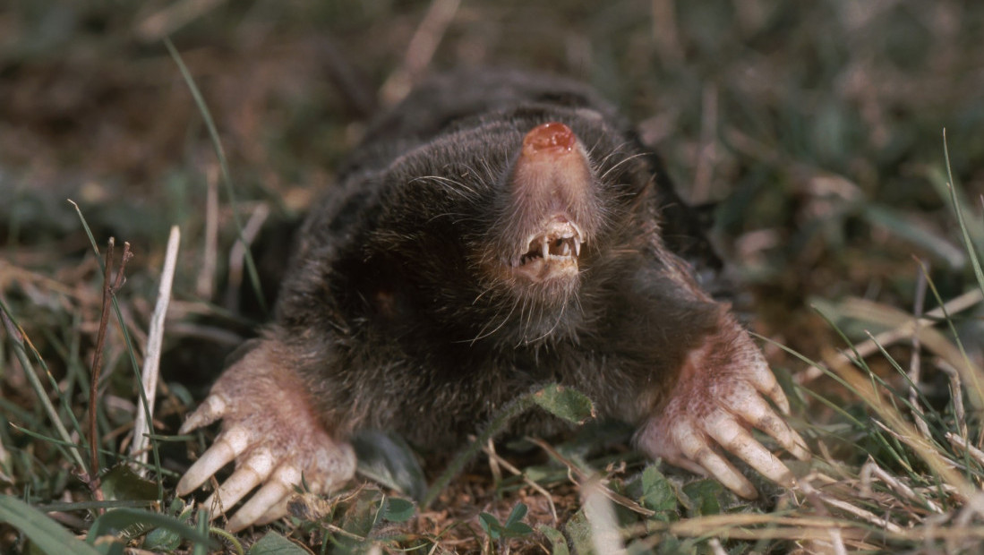 Jezivo ili samo seoski način života? Fotografije krtica zapalile mreže