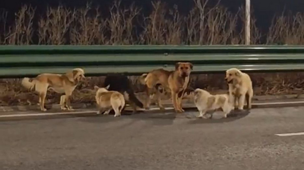 Neverovatan podvig: Sedam pasa pobeglo iz kamiona trgovaca mesom i prešlo 17km do kuće, kolonu predvodio korgi (VIDEO)