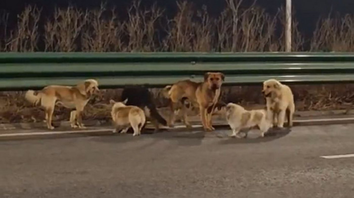 Neverovatan podvig: Sedam pasa pobeglo iz kamiona trgovaca mesom i prešlo 17km do kuće, kolonu predvodio korgi (VIDEO)