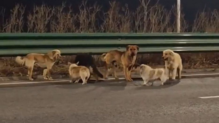 Neverovatan podvig: Sedam pasa pobeglo iz kamiona trgovaca mesom i prešlo 17km do kuće, kolonu predvodio korgi (VIDEO)