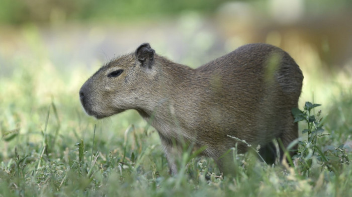 Engleska već osam dana traga za "avanturistički nastrojenom" odbeglom kapibarom