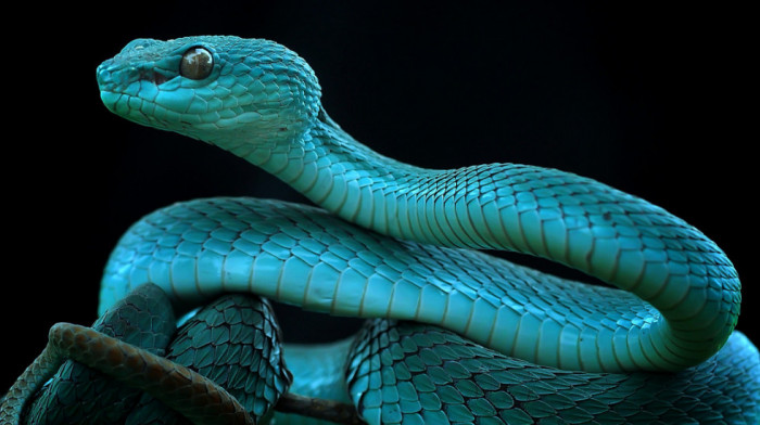 Nove vrste otkrivene u pećinama Kambodže: "Pegave žabe", "šareni" gušteri, fluorescentne i otrovne "leteće" zmije