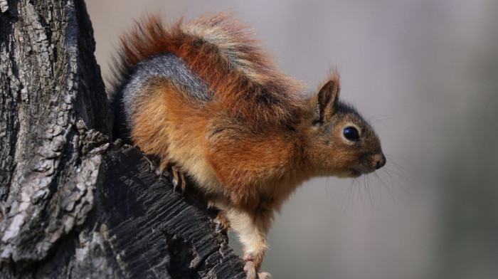 Vejp u prirodi: Veverica  snimljena kako "puši" elektronsku cigaretu u parku