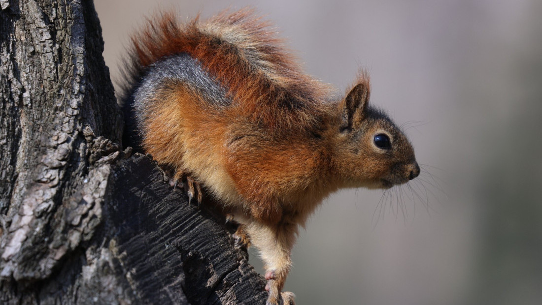 Vejp u prirodi: Veverica  snimljena kako "puši" elektronsku cigaretu u parku u Londonu