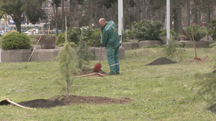 Spoj sporta i ekologije: U susret 39. Beogradskom maratonu organizovana akcija sadnje novih stabala
