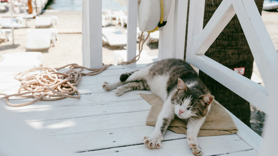 Život na moru dobija novo lice: Pojedini kruzeri sada primaju i vaše kućne ljubimce