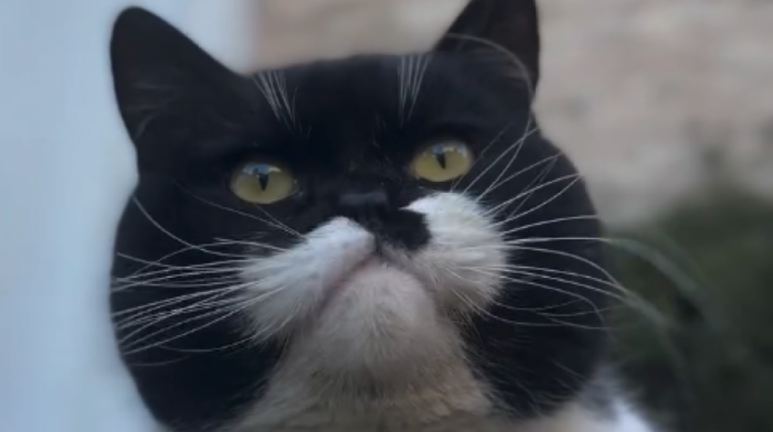 Svet “poludeo” za Šerbetom: Upoznajte naslednika mačje dinastije koja čuva sve tajne čuvene istanbulske palate