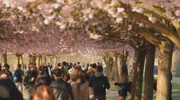 More ružičastih cvetova nadomak Torina - prizor koji na dve nedelje ostavlja bez daha (VIDEO)