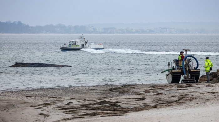 Prekinuto spasavanje grbavog kita nasukanog u Baltičkom moru: Životinja je iscrpljena i bolesna da bi preživela