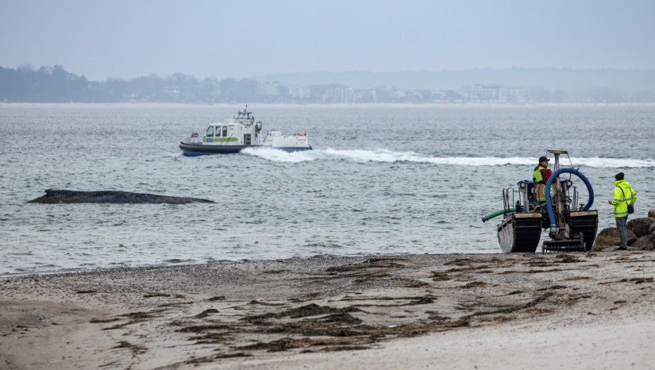 Prekinuto spasavanje grbavog kita nasukanog u Baltičkom moru: Životinja je iscrpljena i bolesna da bi preživela