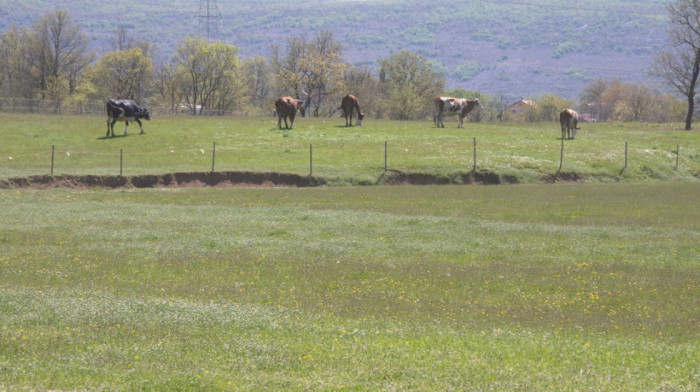 Jeziv prizor na imanju kod Spuža: Porodica Brković zatekla zaklano stado i sumnja na pse lutalice