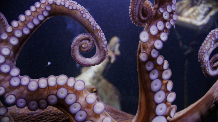 Neobični svet hobotnica: Kako mužjaci mogu da oplode partnerku, a da je i ne vide