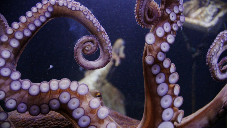 Neobični svet hobotnica: Kako mužjaci mogu da oplode partnerku, a da je i ne vide