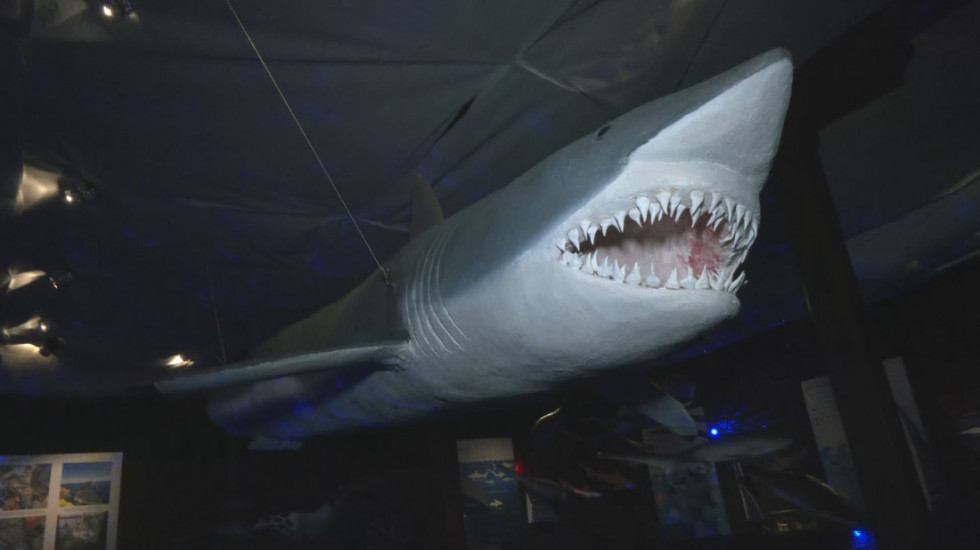 Fascinantan svet ajkula i raža pred publikom u Beogradu kroz izložbu "Gospodari dubina"