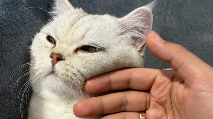 Prva evropska zemlja koja uvodi plaćeno odsustvo za negu bolesnih kućnih ljubimaca