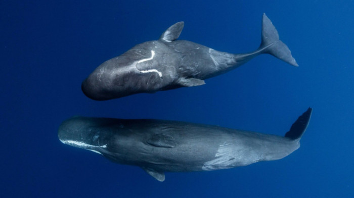 Imaju "abecedu" i samoglasnike: Komunikacija između kitova ulješura slična ljudskom govoru