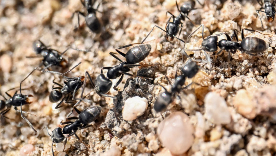 Dve saobraćajne nesreće zbog kvara semafora u Nemačkoj: Krivci neočekivani – kolonija mrava