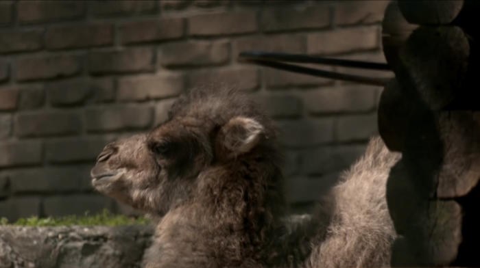 Nova beba u Beo zoo vrtu: Mama Julija i tata Martin doneli na svet malu dvogrbu kamilu (VIDEO)