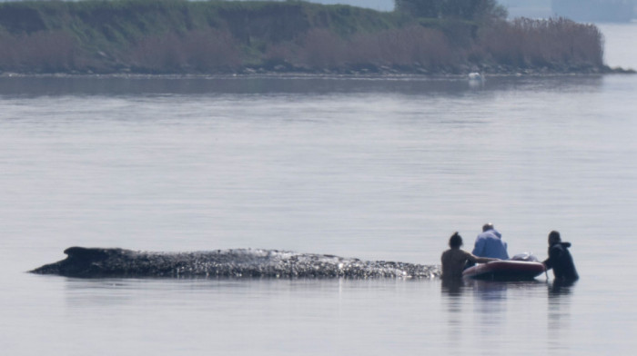 Milioneri finansiraju spasavanje nasukanog kita Timija u Nemačkoj