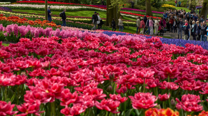 Otvorene kapije čuvenog holandskog vrta: Posetioci imaju priliku da uživaju u pogledu na sedam miliona lala (VIDEO)