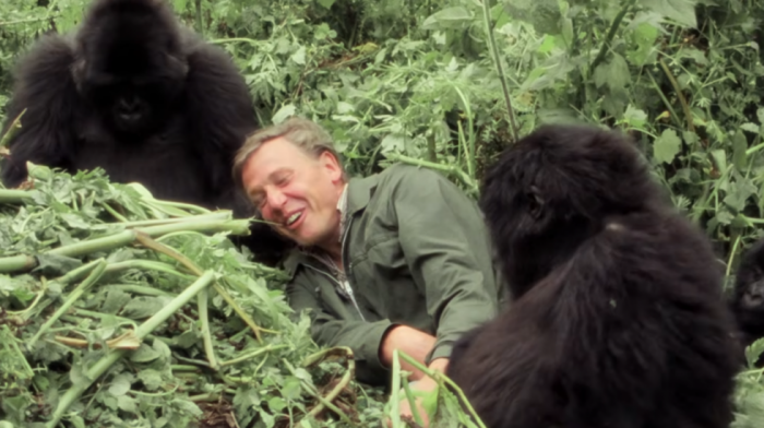 CNN: Film Dejvida Atenboroa o gorilama ukazuje na uspeh očuvanja vrste