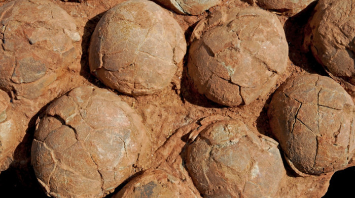 Gigantsko "porodilište" dinosaurusa u Indiji: Pronađena 92 gnezda i stotine jaja drevnih titanosaurusa