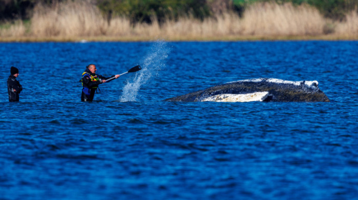 Kit dug 13,5 metara zaglavljen na obali Baltičkog mora: Nemačka se uključila u akciju spasavanja, strahuju od najgoreg