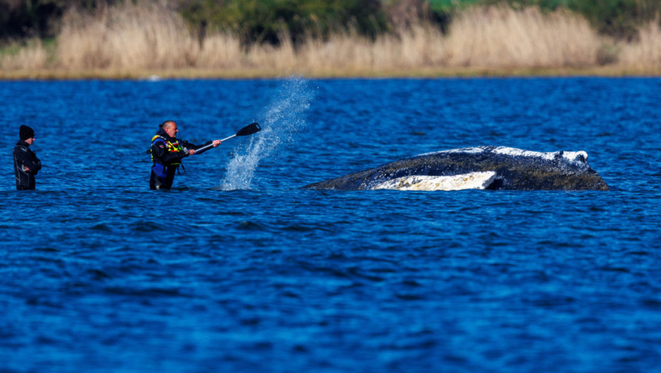 Kit dug 13,5 metara zaglavljen na obali Baltičkog mora: Nemačka se uključila u akciju spasavanja, strahuju od najgoreg