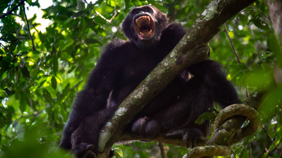 Vekovima živele u miru, a onda se sukobile oko vlasti: Šimpanze u Ugandi su u "građanskom ratu" kojem se ne nazire kraj