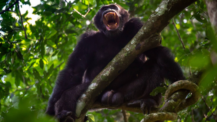 Vekovima živele u miru, a onda se sukobile oko vlasti: Šimpanze u Ugandi su u "građanskom ratu" kojem se ne nazire kraj