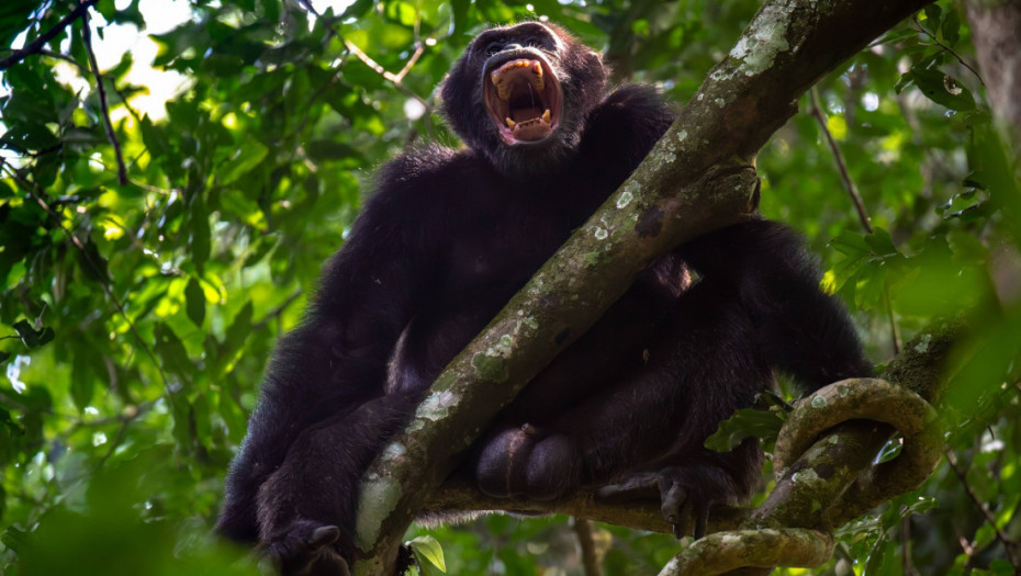 Vekovima živele u miru, a onda se sukobile oko vlasti: Šimpanze u Ugandi su u "građanskom ratu" kojem se ne nazire kraj