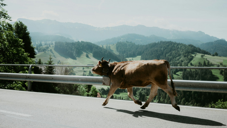 Krava pobegla iz klanice u Nemačkoj, vodi se kao nestala