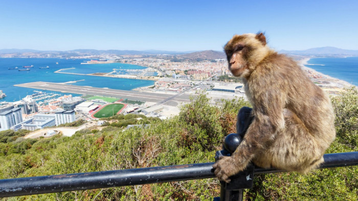 Naučnici otkrili zašto majmuni na Gibraltaru jedu zemlju: Turisti im hranom izazivaju stomačne probleme