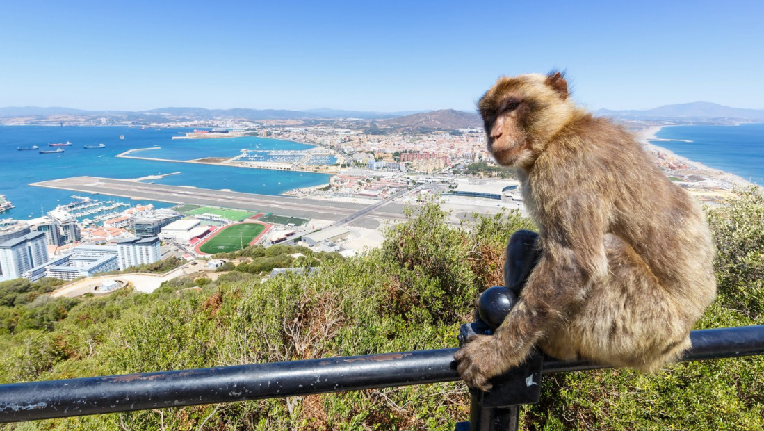 Naučnici otkrili zašto majmuni na Gibraltaru jedu zemlju: Turisti im hranom izazivaju stomačne probleme