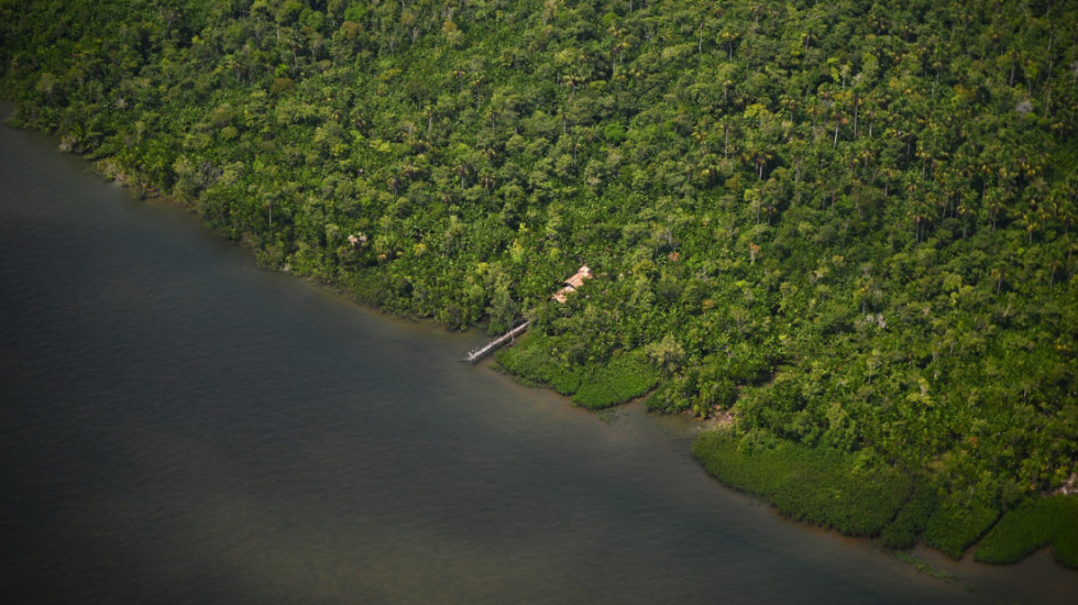 I šuma ima svoj internet: Otkriveno kako životinje u Amazoniji "četuju" o opasnosti