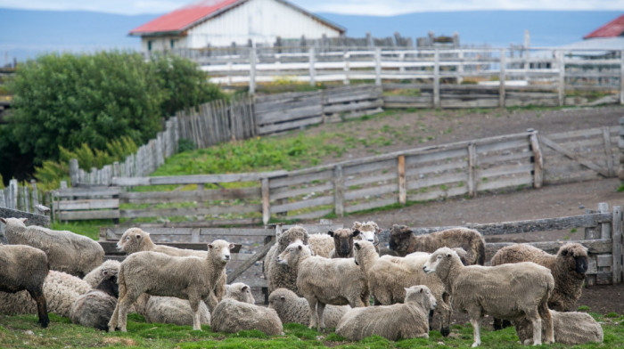 Psi lutalice u selu Svračkovo kod Požege zaklali pet ovaca i pet jaganjaca